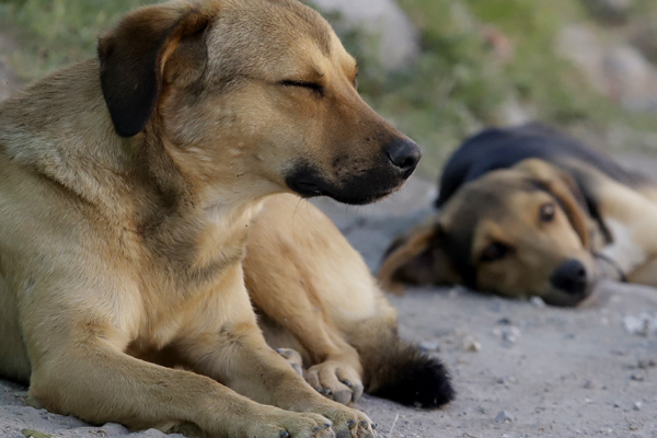 perros