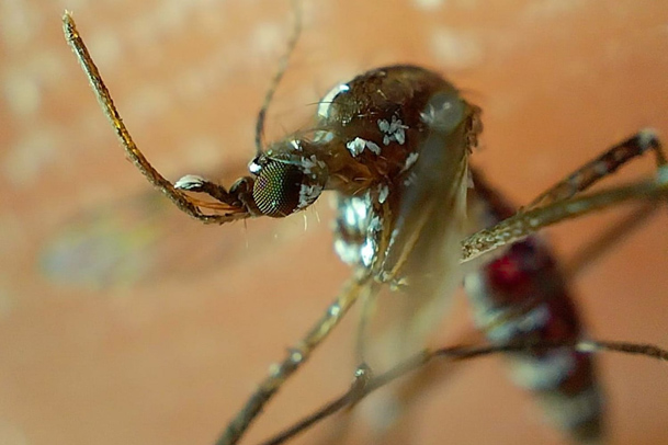 contagios