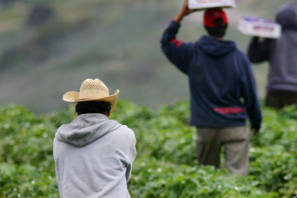 trabajadores