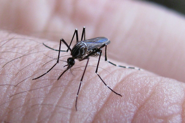 dengue