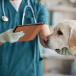 Investigan rara enfermedad respiratoria infecciosa en perros de EU