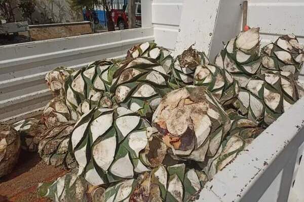 Aumenta saqueos de maguey en la Reserva de la Biósfera Tehuacán-Cuicatlán por boom mezcalero