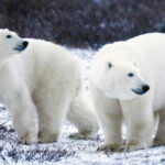 Osos polares podrían morir de hambre si el verano ártico se prolonga, alerta estudio