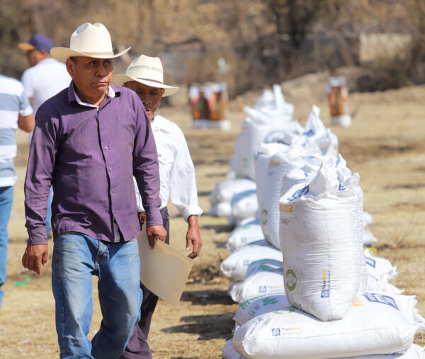 Sergio Salomón inicia estrategia para aumentar producción de sorgo en la Mixteca