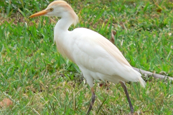 Ayuntamiento de Tehuacán adquirirá sonido para ahuyentar a garzas garrapateras 