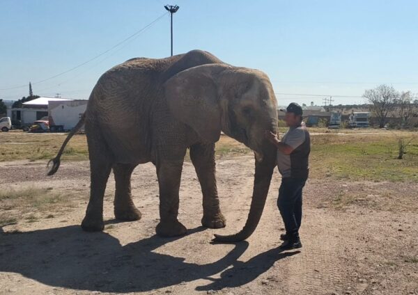 'Annie': elefanta es abandonada en Jalisco y Profepa aún no define su nuevo hogar
