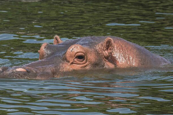¡Gen-chan es hembra! Africam Safari envió ejemplar de hipopótamo a Japón y descubren su verdadero sexo