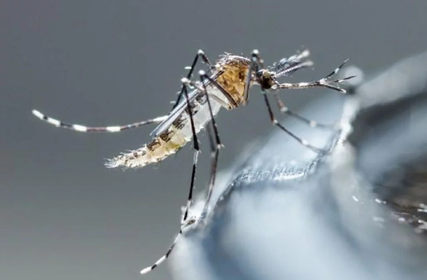 Contagios de dengue aumentan 20% durante el fin de semana en Puebla