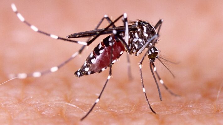 Alerta por dengue: Puebla reporta 77 casos en 19 municipios