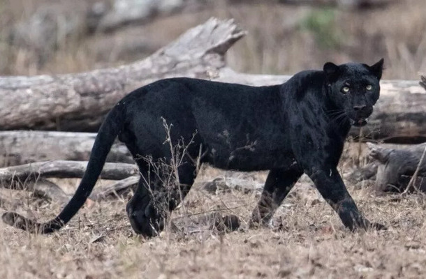 VIDEO | Alerta en Pantepec, Puebla por avistamiento de pantera negra