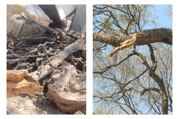 Ecocidio en Tehuacán: Talan 100 árboles en la Colonia del Valle para vender leña