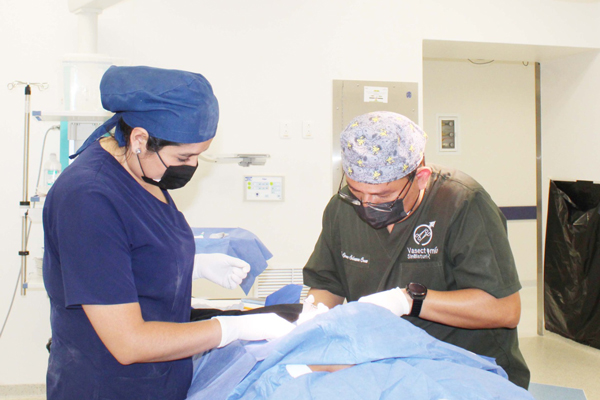 vasectomía