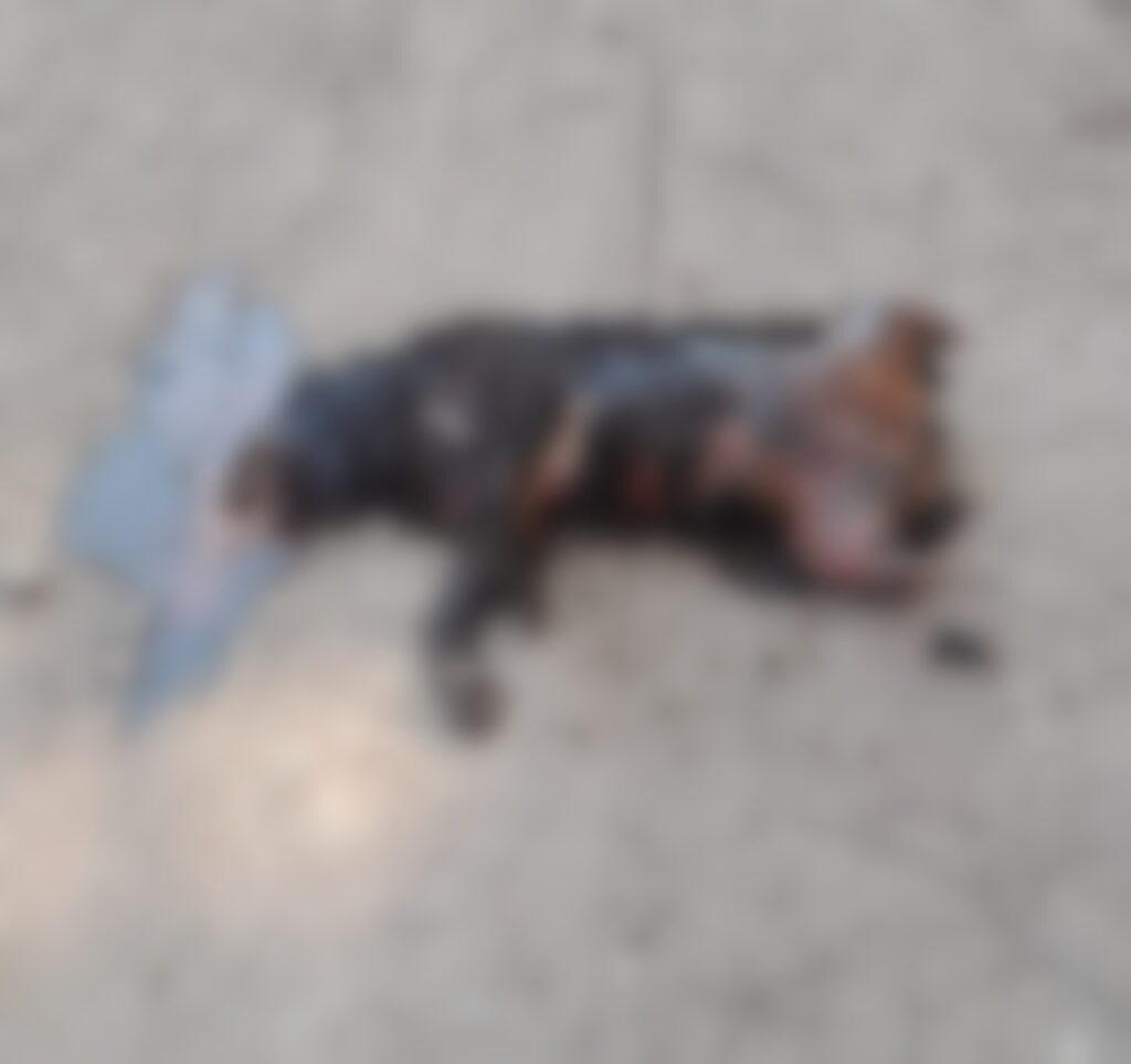 Un caso más de crueldad animal en Santiago Miahuatlán: perrito es mutilado y quemado