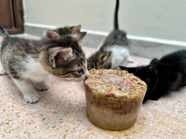 CBA exhorta a la población a cuidar a los animales ante la ola de calor