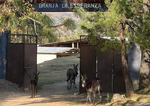 DÓNDE IR | Este es el Santuario que protege a Los Burros en Tlaxcala