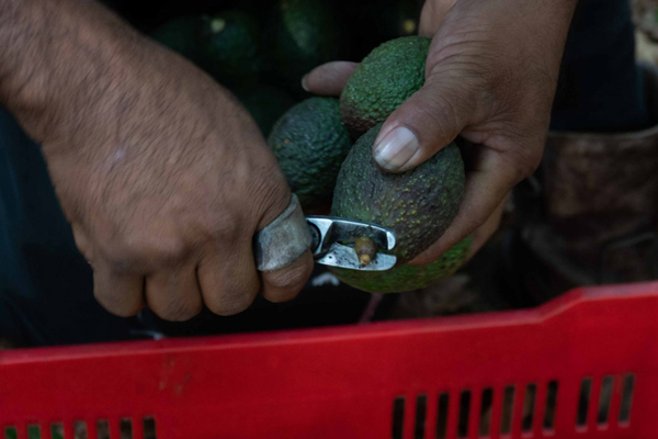 aguacate