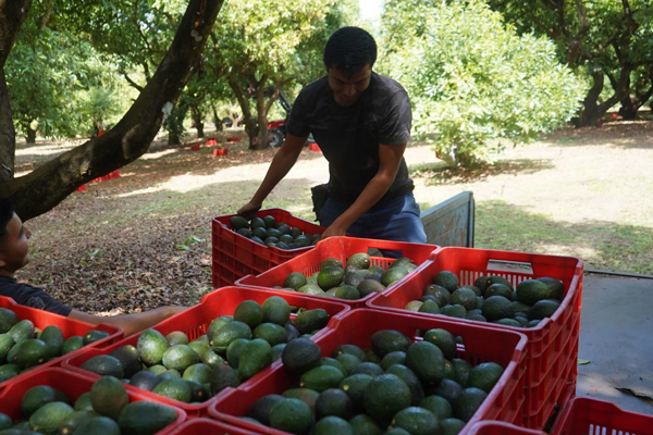 inspectores-aguacate