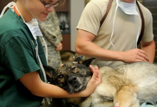 Impulsan propuesta legislativa para prohibir intervenciones estéticas en animales