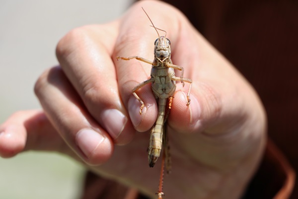 Plaga de la langosta afecta cultivos de maíz, sorgo, amaranto y cacahuate en Cohuecan, Acteopan y Atzizihuacán