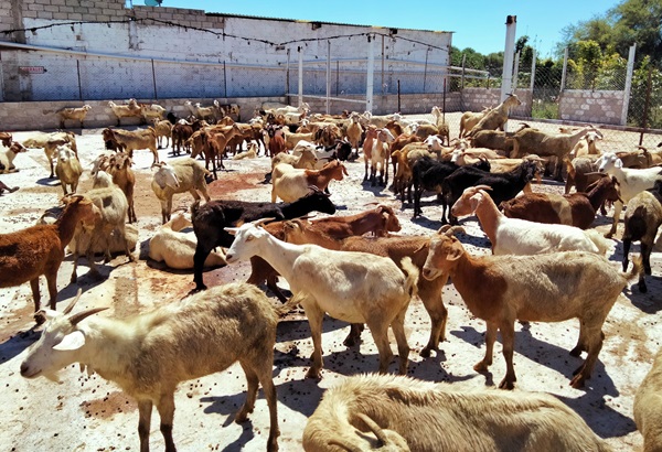 Por sequía, se espera aumento del 20% en la carne del tradicional Mole de Caderas de Tehuacán