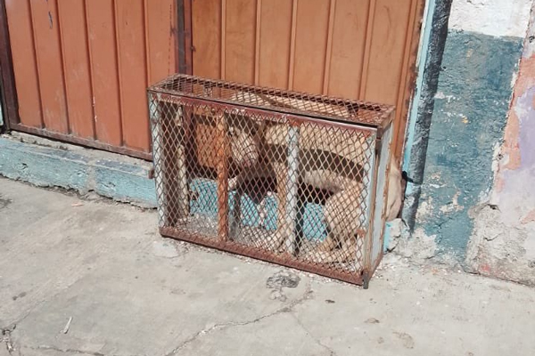 perrito