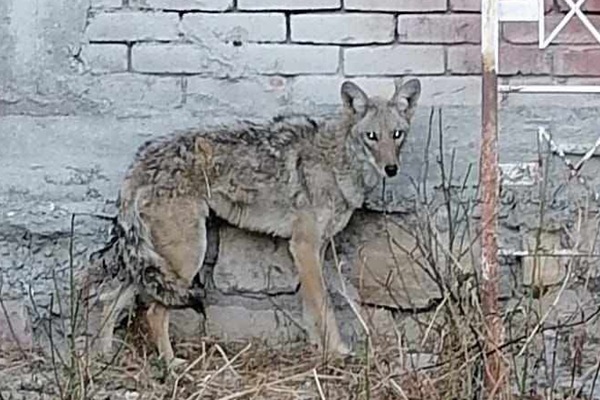 Capturan a "Chucho", el coyote que deambulaba por las calles de Tehuacán