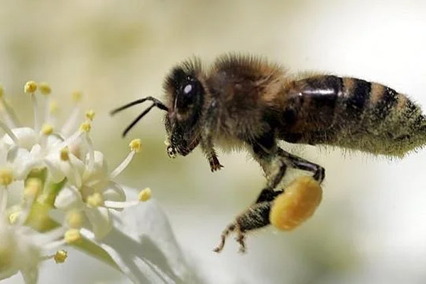 abejas-2