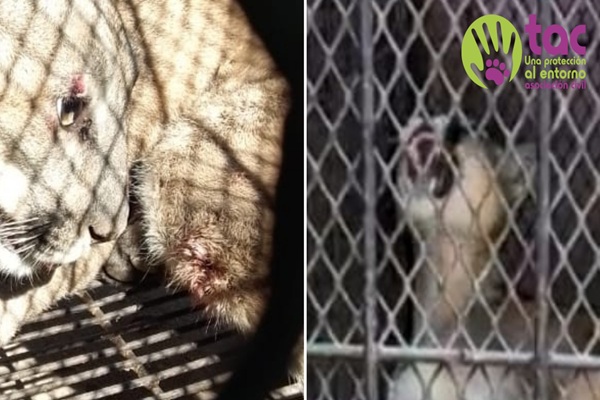 Africam Safari queda a cargo del puma Jorge rescatado en Tehuacán