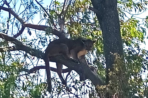 Aparición de un puma genera sorpresa entre habitantes de Tehuacán