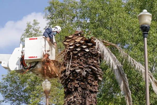 Ayuntamiento de Puebla derribará once palmeras canarias en el Paseo Nicolás Bravo