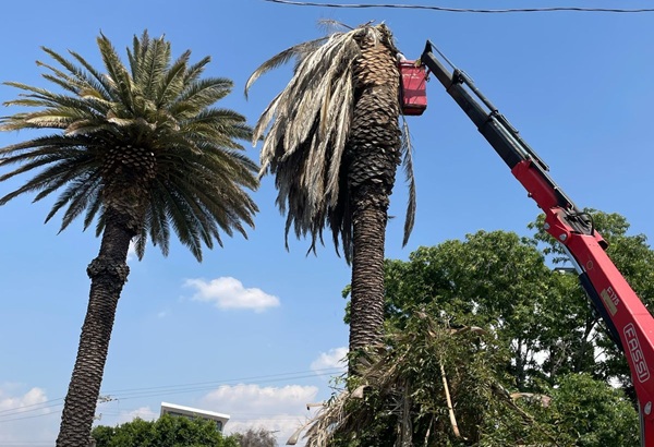 Ayuntamiento de Puebla interviene palmeras en la Colonia La Paz y Avenida Juárez