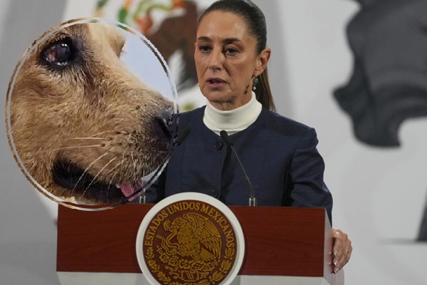 Claudia Sheinbaum propone Ley 'Huesitos' tras indignante caso de maltrato animal en Puebla