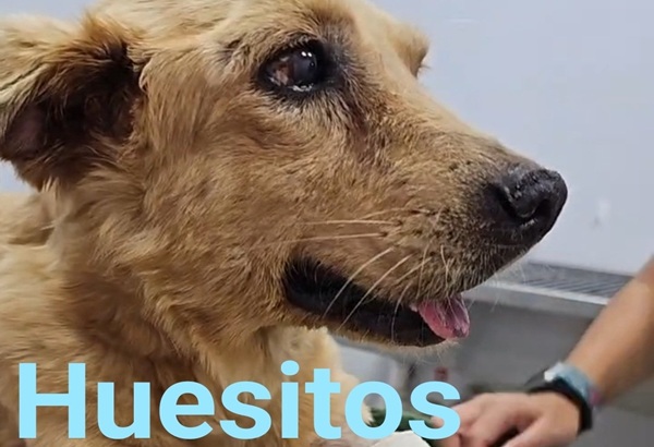 Evoluciona positivamente Huesitos, perrito golpeado en Miahuatlán