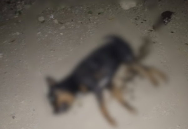 FGE investiga envenenamiento masivo de perritos en Coxcatlán