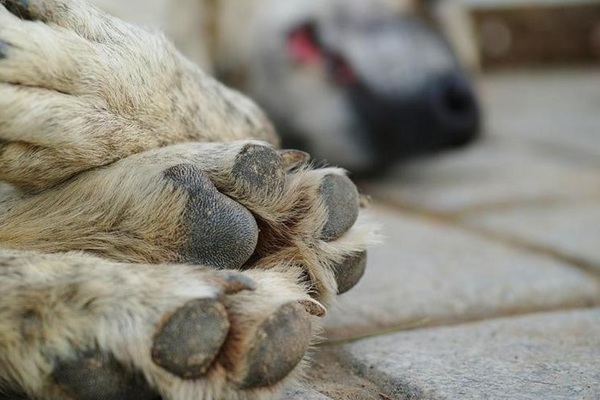 Indignación por envenenamiento de diez perros callejeros en Nopalucan, Tlaxcala