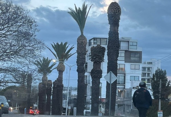 Piden especialistas revisar técnica de poda usada para palmeras intervenidas en la colonia La Paz