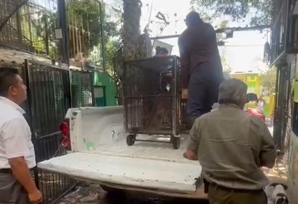 Profepa retira al puma Jorge de El Club de los Animalitos en Tehuacán