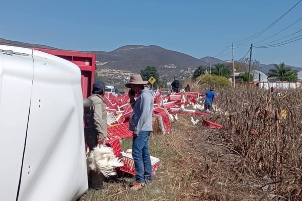 Volcadura de tráiler con gallinas provoca rapiña y cierre parcial de la carretera Tehuacán-Orizaba