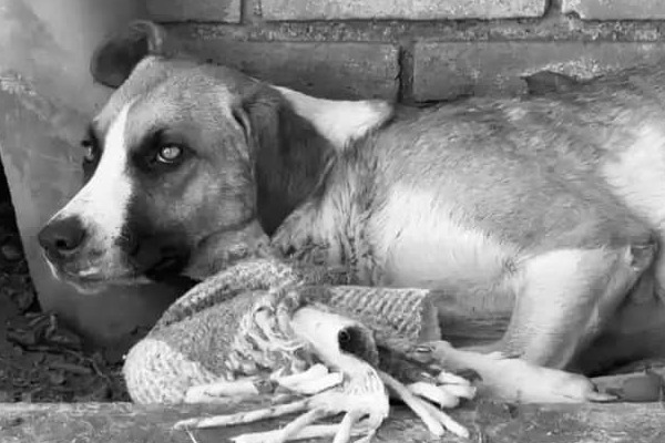 Fallece "Chichí", perrita que vio morir a sus cachorros quemados en San Pedro Cholula