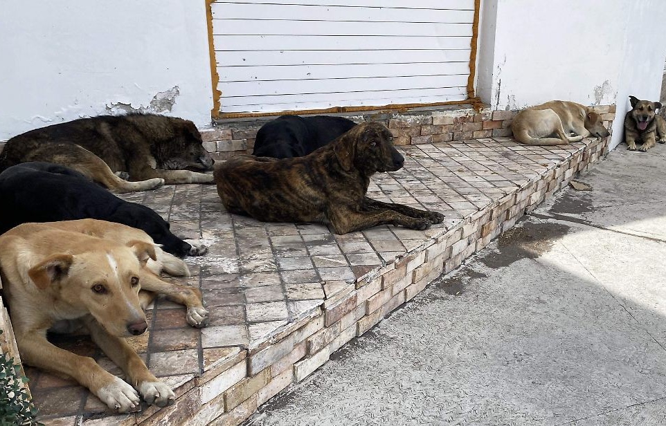 Acusa OCPA a FGJ de Tlaxcala de no practicar análisis a cuerpos de perros envenenados