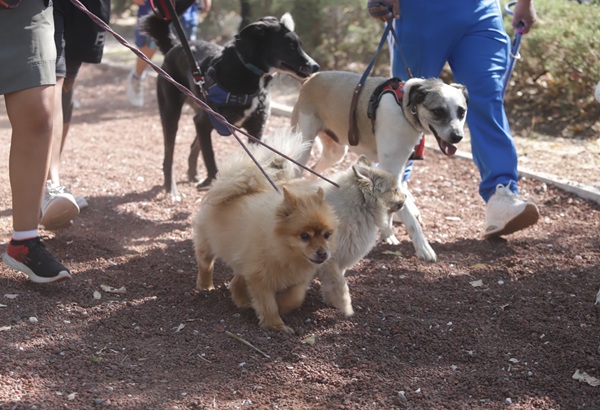 Caninata 2025 Puebla avanza con paso firme en el bienestar animal