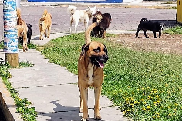 Cien días hábiles para accionar planes contra abandono y maltrato animal en Tlaxcala