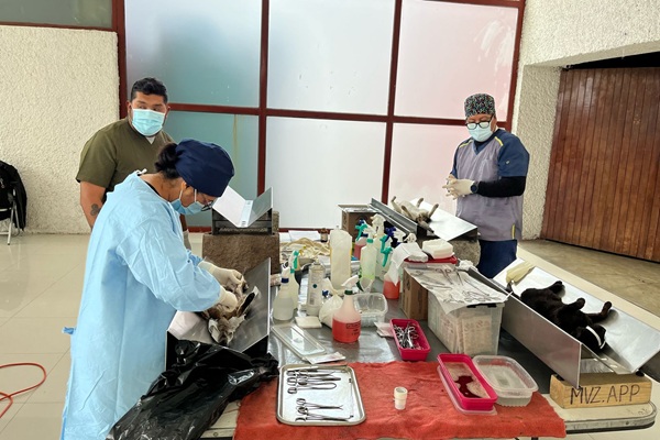 Realiza Sector Salud 500 esterilizaciones de perros y gatos en Tlaxcala