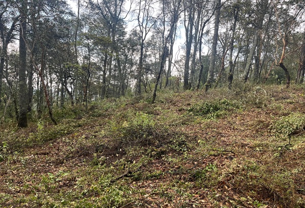 SMA Tlaxcala trabaja en conservación y restauración con centros de avistamiento de luciérnagas