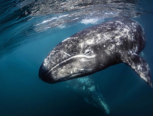 Las alertas se encendieron por la caída en el número de crías de ballena gris, en 2025 podríamos tener menos nacimientos de la especie en México