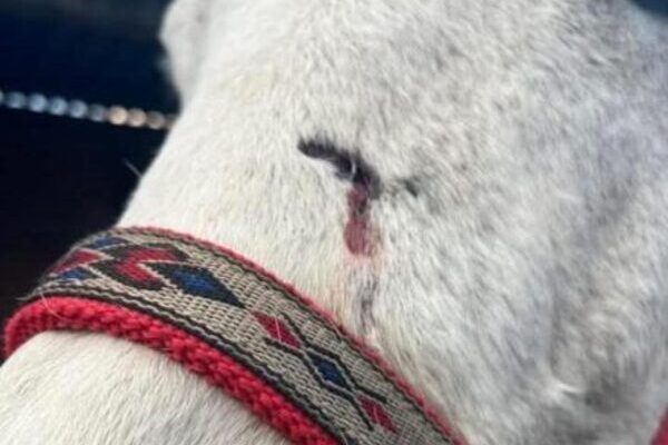 El Presidente municipal de Huejotzingo, se pronunció sobre el hecho asegurando que se interpondrá una denuncia contra el agresor.