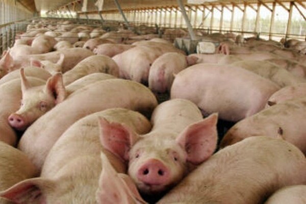 Puebla, tercera a nivel nacional con grandes empresas criadoras de ganado porcino y aves