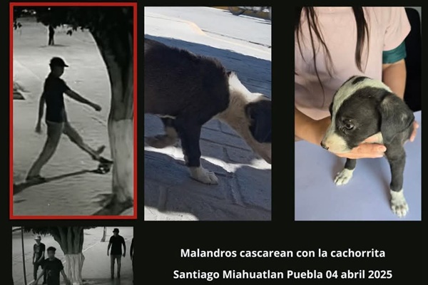 Ciudadanos y activistas se movilizan tras ataque a cachorro en Miahuatlán