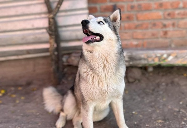 Denuncian maltrato de dos perros Husky en fraccionamiento Bosques del Pilar