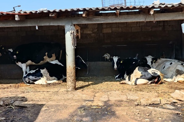 Emiten recomendaciones para 15 municipios de Tlaxcala afectados por incendios forestales para protección de ganado